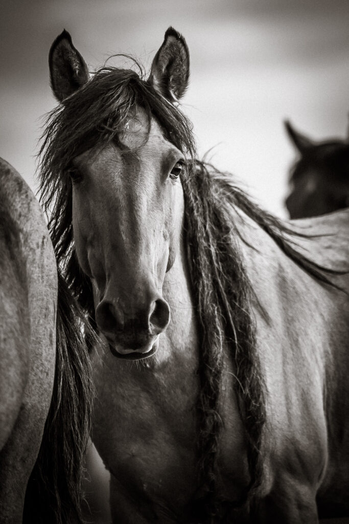 THE HORSE POEM BY ANNA ELIZABETH JUDD